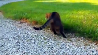 ► Video Animal ◄ Battle Cat VS Dog