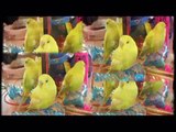 Budgie Trilogy, Part 1 -  Funny Budgie Mischief