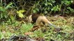 Anteater eating ants in Costa Rica