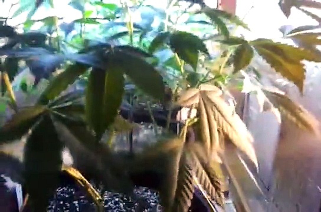 S2 E6  day47 flush girl scout cookies, blue cheese