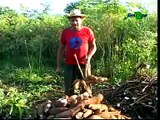 Qualidade e certificação da farinha de mandioca : parte 1 - Dia de Campo na TV