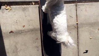 skateboarding dog!!!!!!!!!!!!
