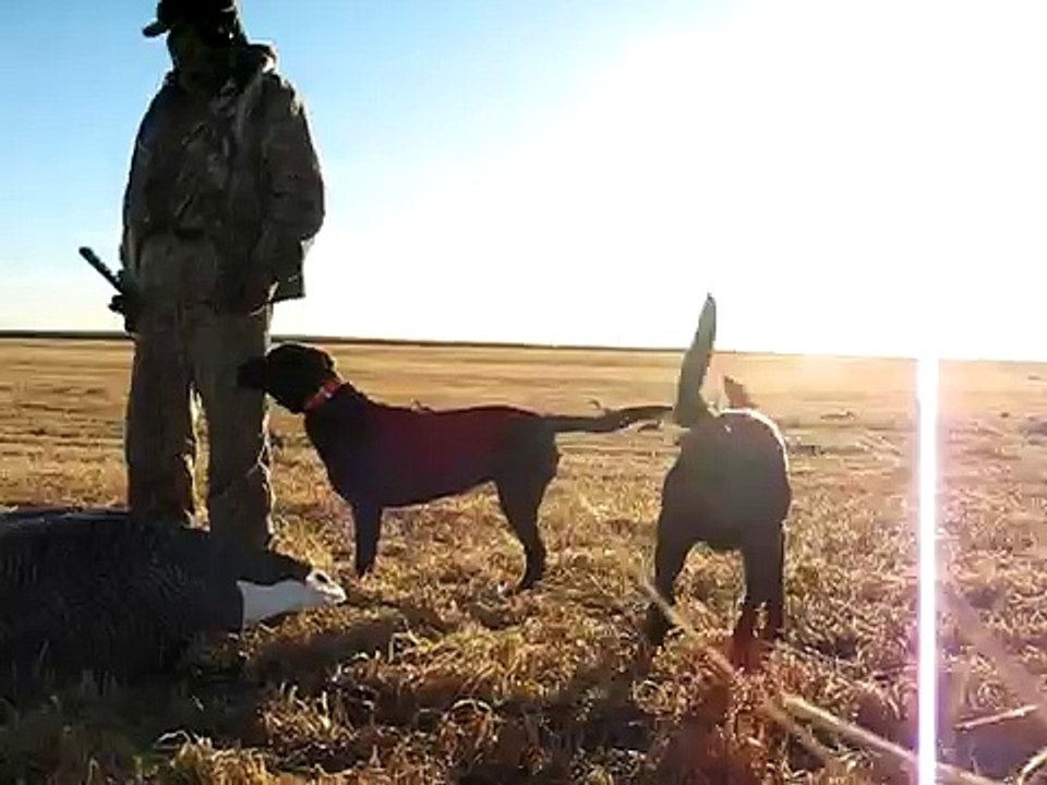 Goose Hunting in September