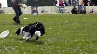 DCDC '08 SOPOT YOUNG DOG FRISBEE - PAULA I WENA