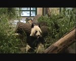 Charming Panda Cub Fu Hu - Entzückender Pandabu Fu Hu