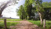 【自然と温泉とおいしさと】　北海道大学のポプラ並木  (Poplar trees at Hokkaido University)