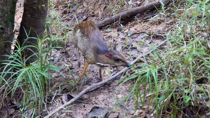 Mouse Deer Grooming