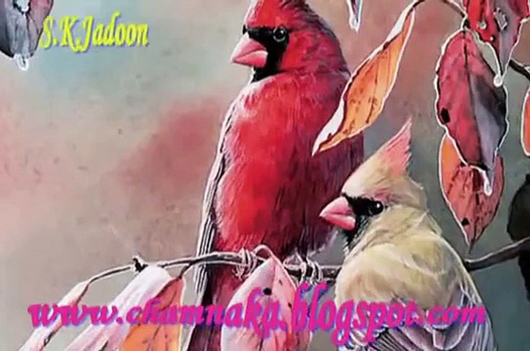 pakistan music Sangi change ne purane best desi song