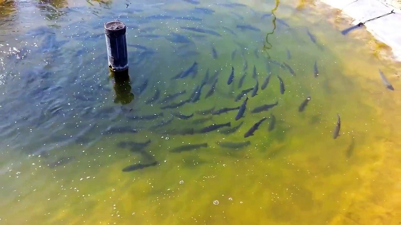 Pstruh dúhový.... domáci chov...