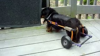 An Eddie's Wheels Dog wheelchair for Lena