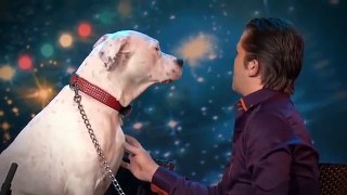 Dog sings Whitney Houston   Belgium's Got Talent   VTM