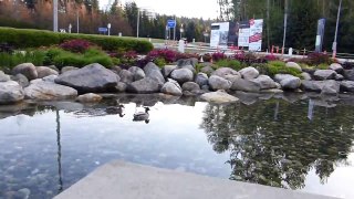 Ducks in UBC HD (Apr. 19, 2015)