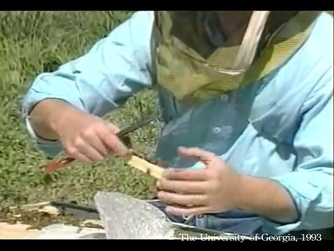 Honey Bees and Beekeeping 2.3: Releasing Queens