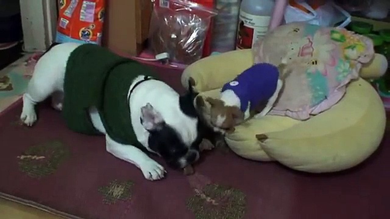 Tea Cup Chihuahua Bully French Bull Dog