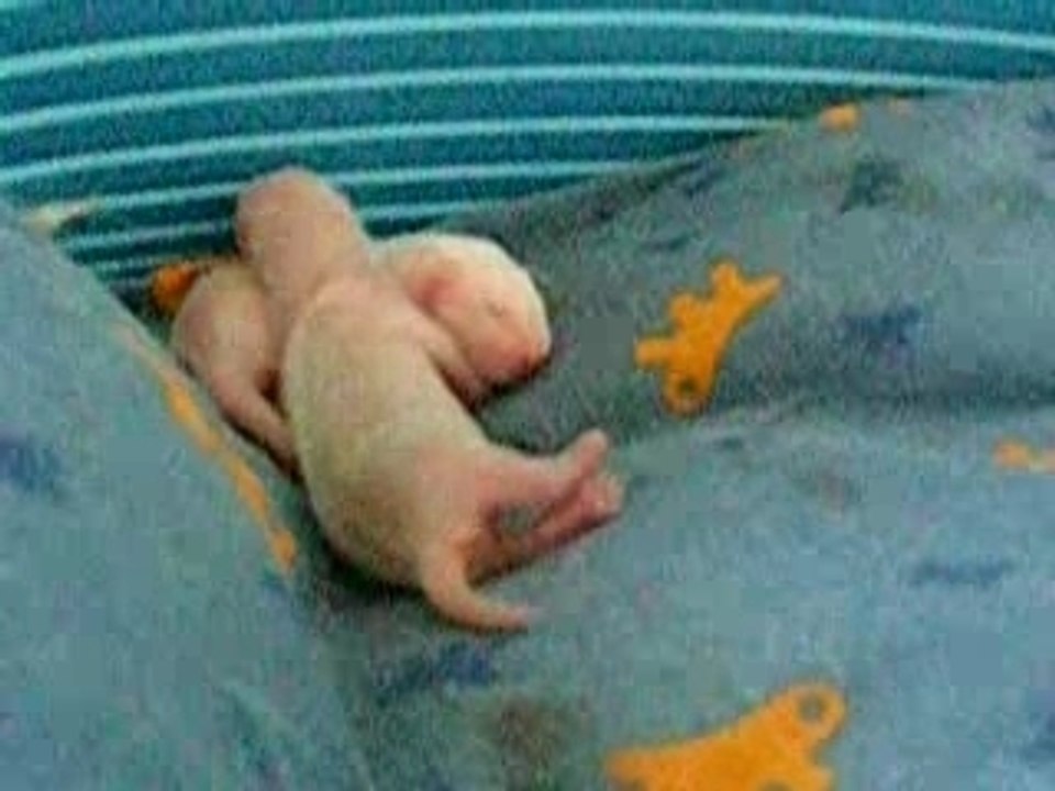 bébés Vega à 2 jours