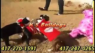 ksbulldogs 11-24