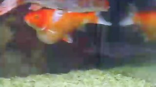 Pregnant fish
