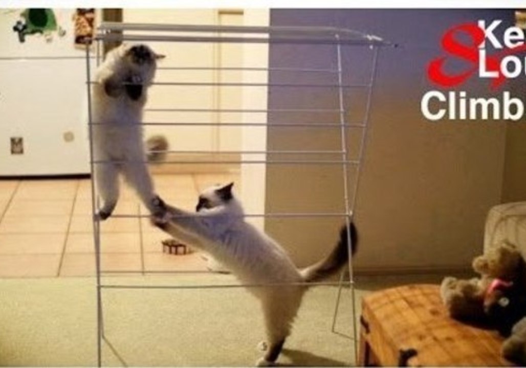 Fearless Feline Attempts to Scale a Clothes Rack