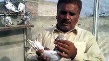 Pakistani Pigeons 2013 ( Heera Bena Walay 2 )