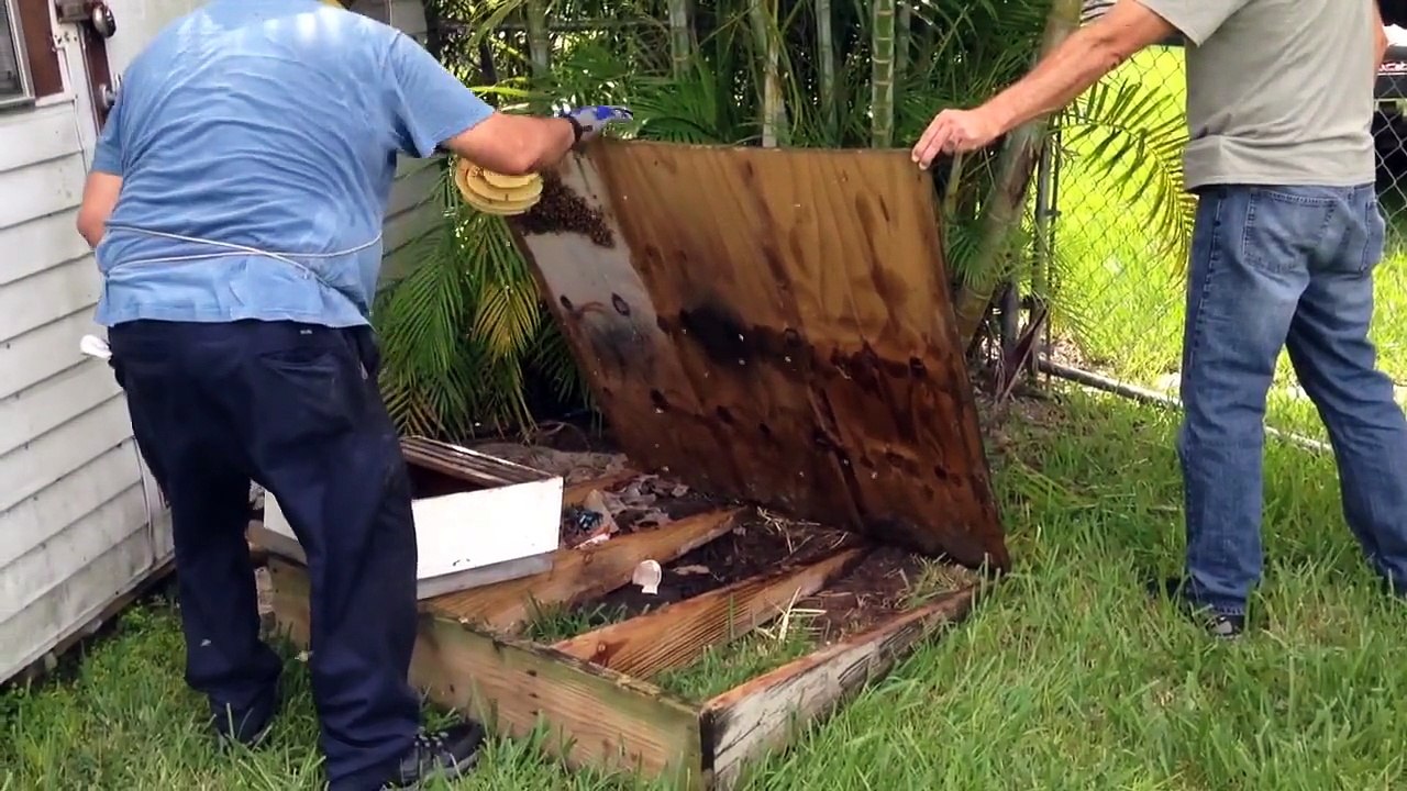 Bee problem No problem Part:1