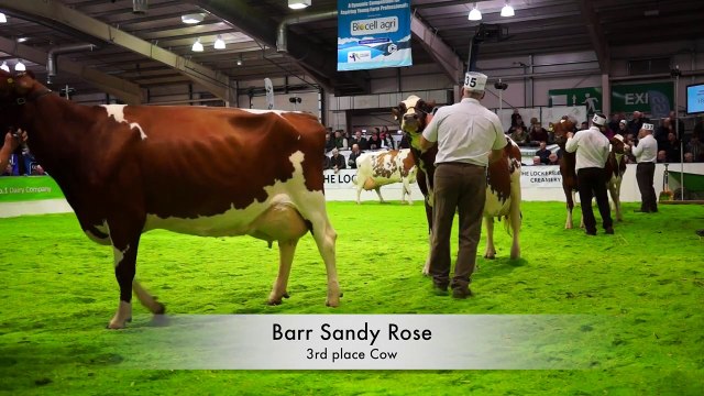 Cows Around @ AgriScot. (Ayrshire Coo's)