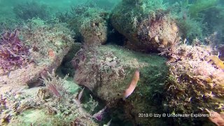 Dorset Sealife: Chesil Cove Underwater July-August 2013 (Summer Life)