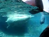 San Diego Zoo Polar Bears