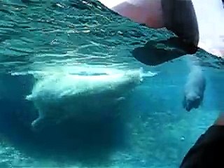 San Diego Zoo Polar Bears