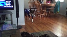 Genius Football Fanatic Teaches His Dog How To Fetch Beer