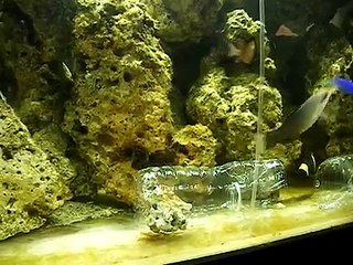 Catching a Blue Devil Damsel with Home made Fish Trap - Act One of Two