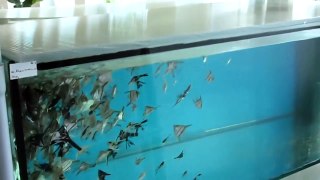 Tropical Fish Farm-SLOVAK REPUBLIK part 2