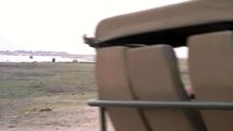 Lions Attacks Antelope near tourist woman car in Lion Park, Johannesburg, South Africa 2012