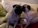 pugs licking ears