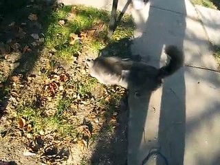 Том и Джери 2 - Белорусский выпуск