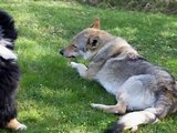 Czechoslovakian Wolfdog and Bernese Mountain Dog