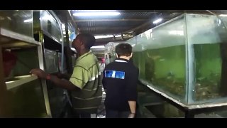 LD akvaryum Afrika ithalatı 04.03.2011 (2.video)