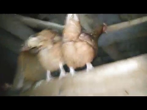 Чем живут деревенские жители?