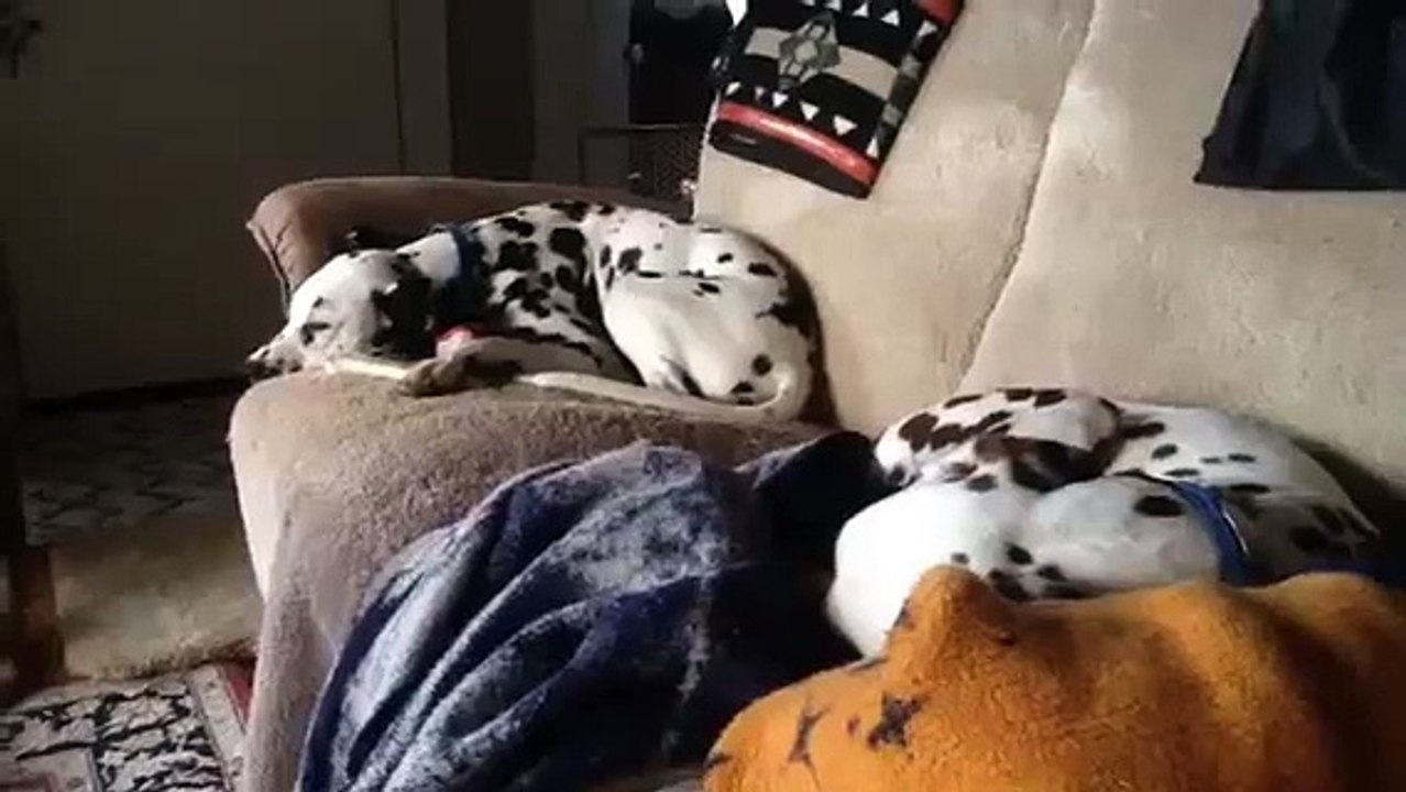 Sleeping Dogs