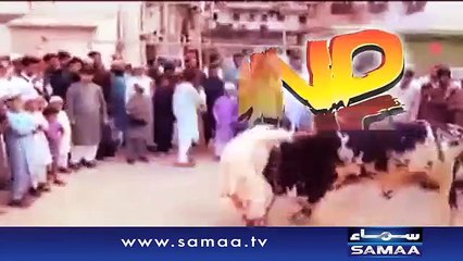Cow Vs Butchers Fight Must Watch Video