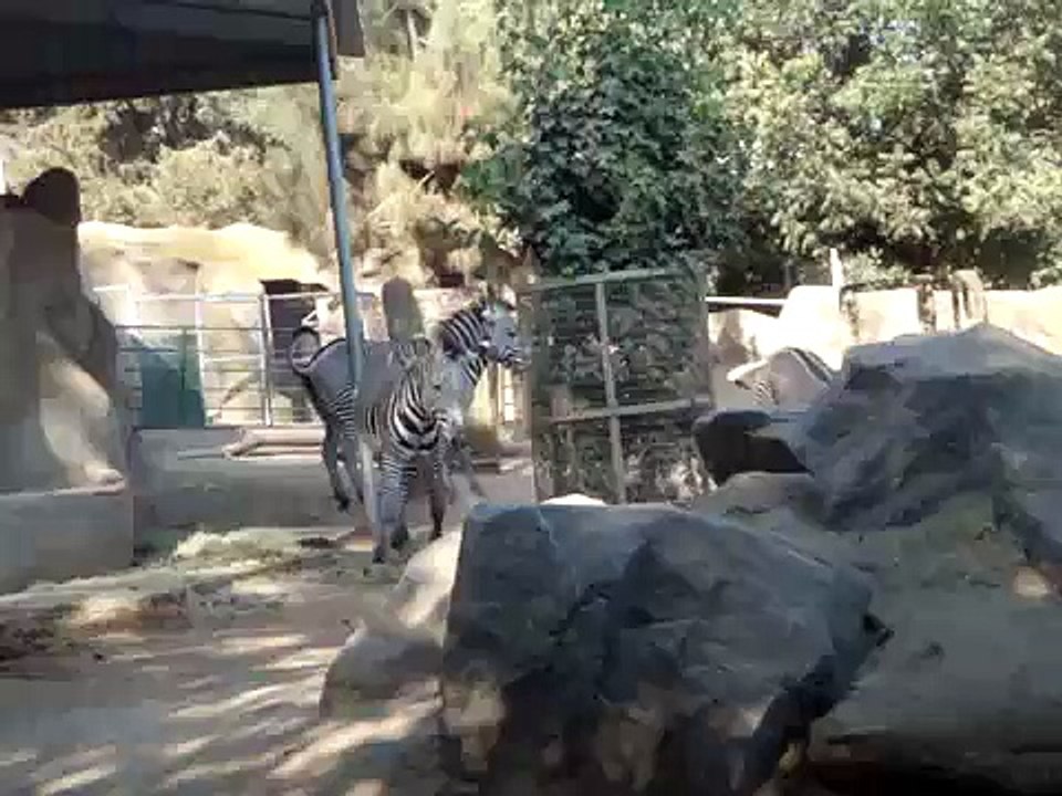 zebras fighting? Or playing around? @ the San Diego Zoo