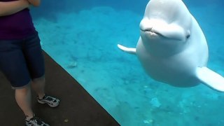Juno the Beluga Whale Scares Maddi