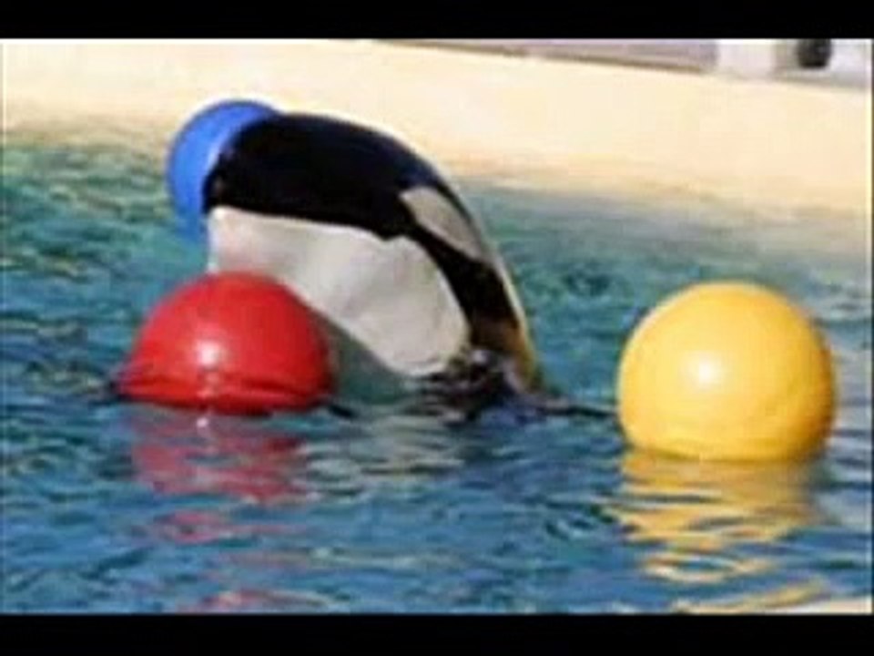 Claudia an awesome Orca trainer!