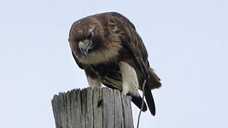 Guaraguao devorando una rata - Red-tailed Hawk Eating a Rat