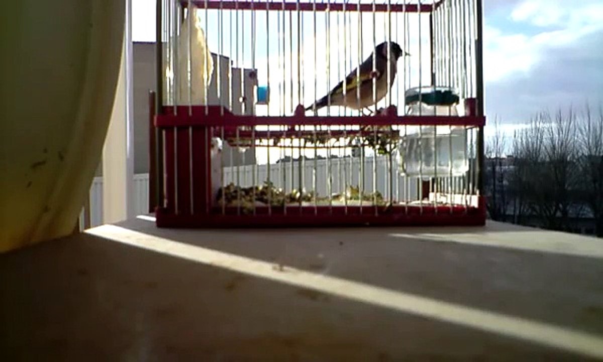 Jilguero 6 habas albacete BIFI