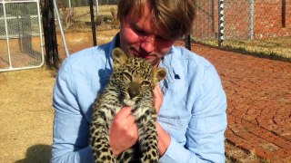 Volunteering in Africa - working with lions,leopards etc. Magical!