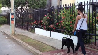 Perros guía (Lazarillos) para invidentes en Colombia y países Hispanos.