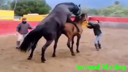Funny videos   Animal matting 2015   Funny fail videos 2015, Funny animal videos 2015 part1