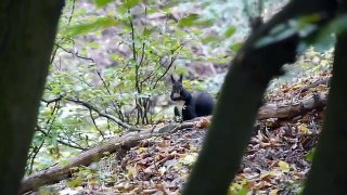 Harz-Wilde Natur-2012