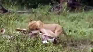 Animals Attack , Lion vs Deer , Lion Hunting Documentary