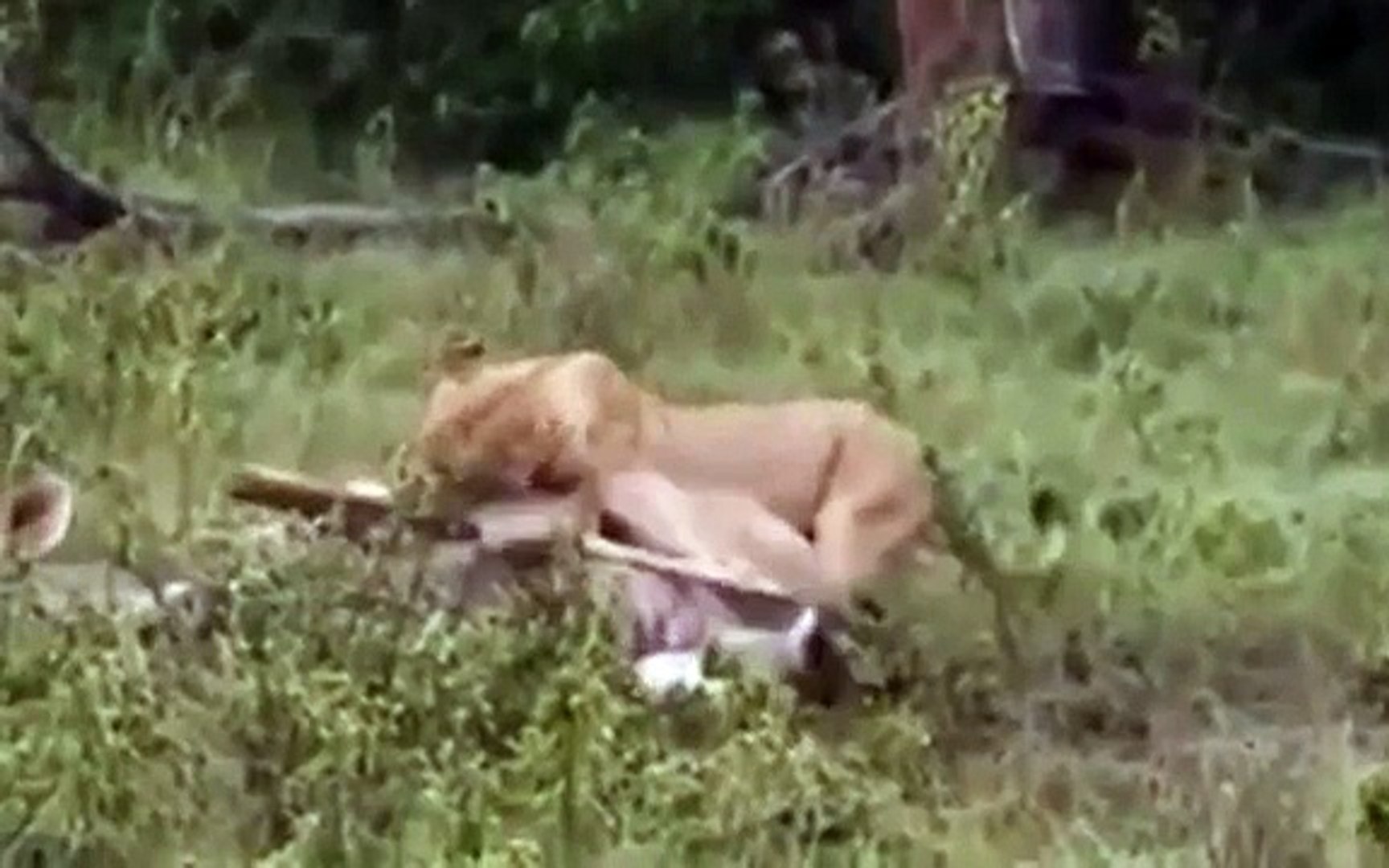 ⁣Animals Attack , Lion vs Deer , Lion Hunting Documentary